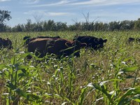 A full-season cover crop will provide an excellent option for summer and late-season grazing. (NDSU photo)