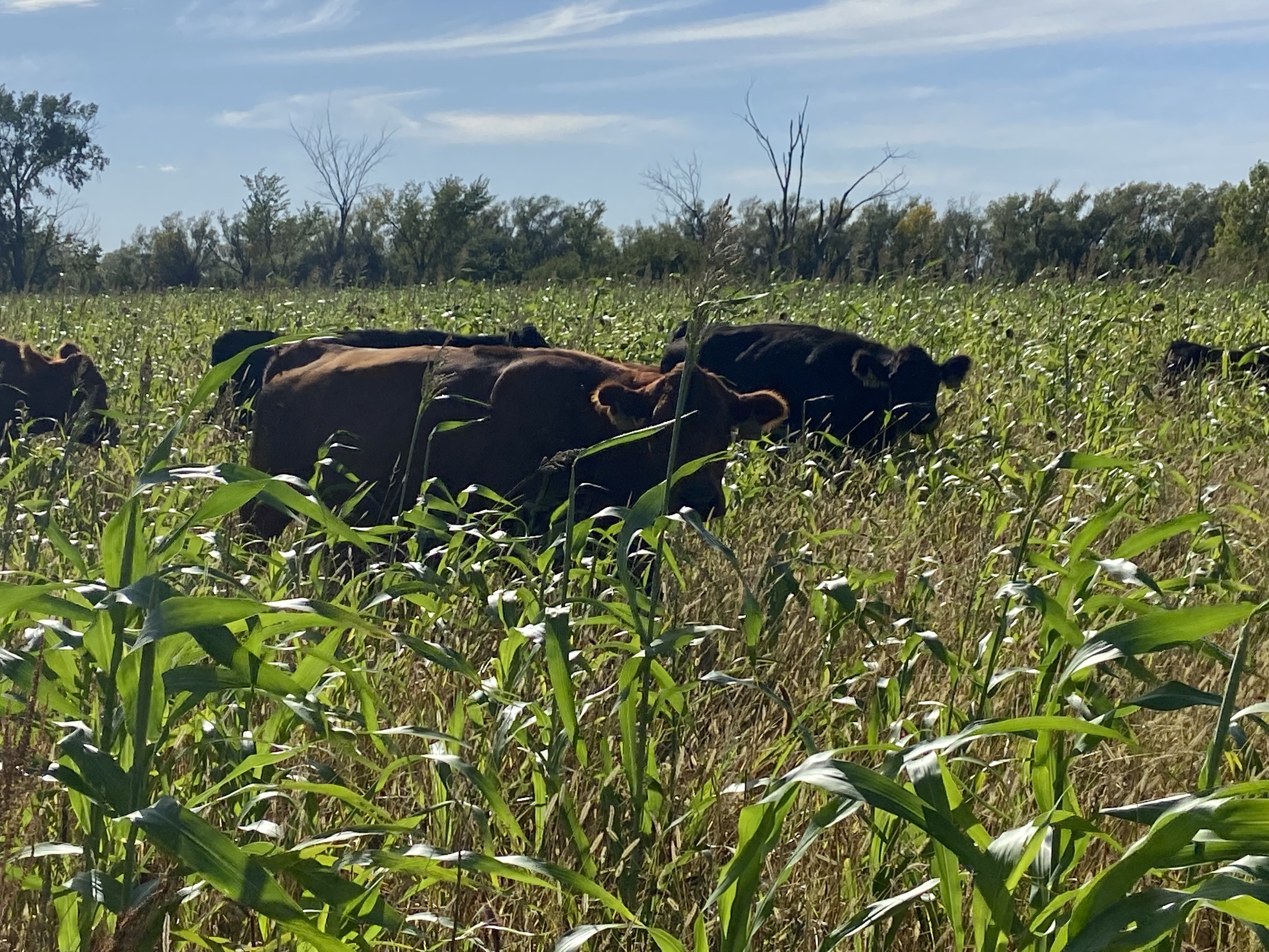 A full-season cover crop will provide an excellent option for summer and late-season grazing. (NDSU photo)