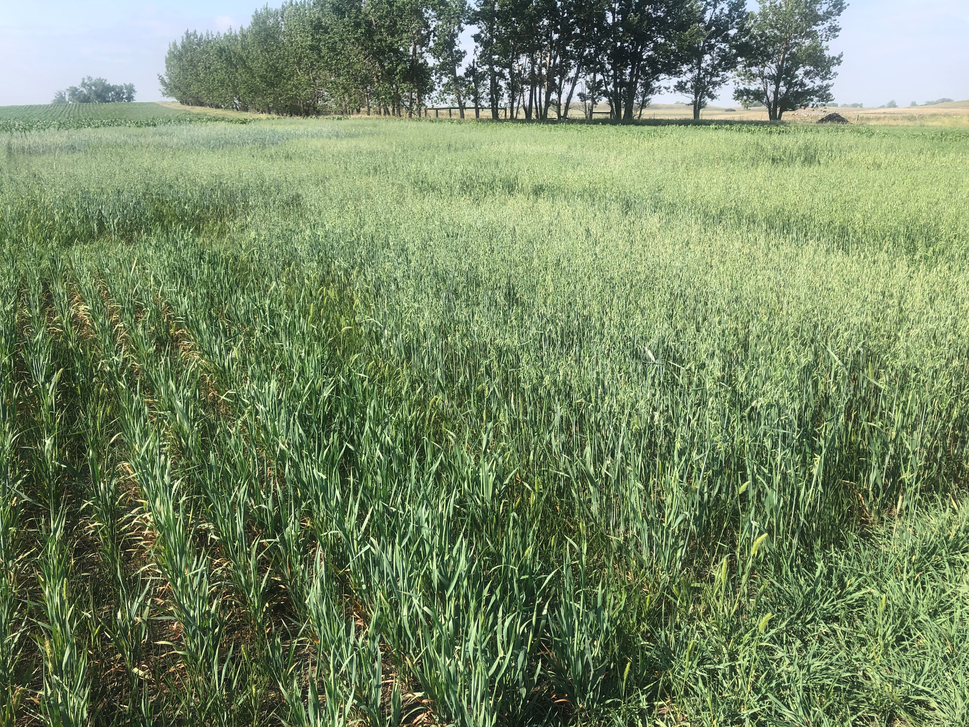Diversifying annual forage crops reduces risk and increases resilience in forage systems. (NDSU photo)