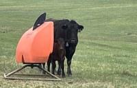 Beef cattle mineral nutrition scientists from across the country will be available to answer producer questions. (NDSU photo)