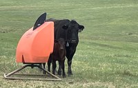 Beef cattle mineral nutrition scientists from across the country will be available to answer producer questions. (NDSU photo)