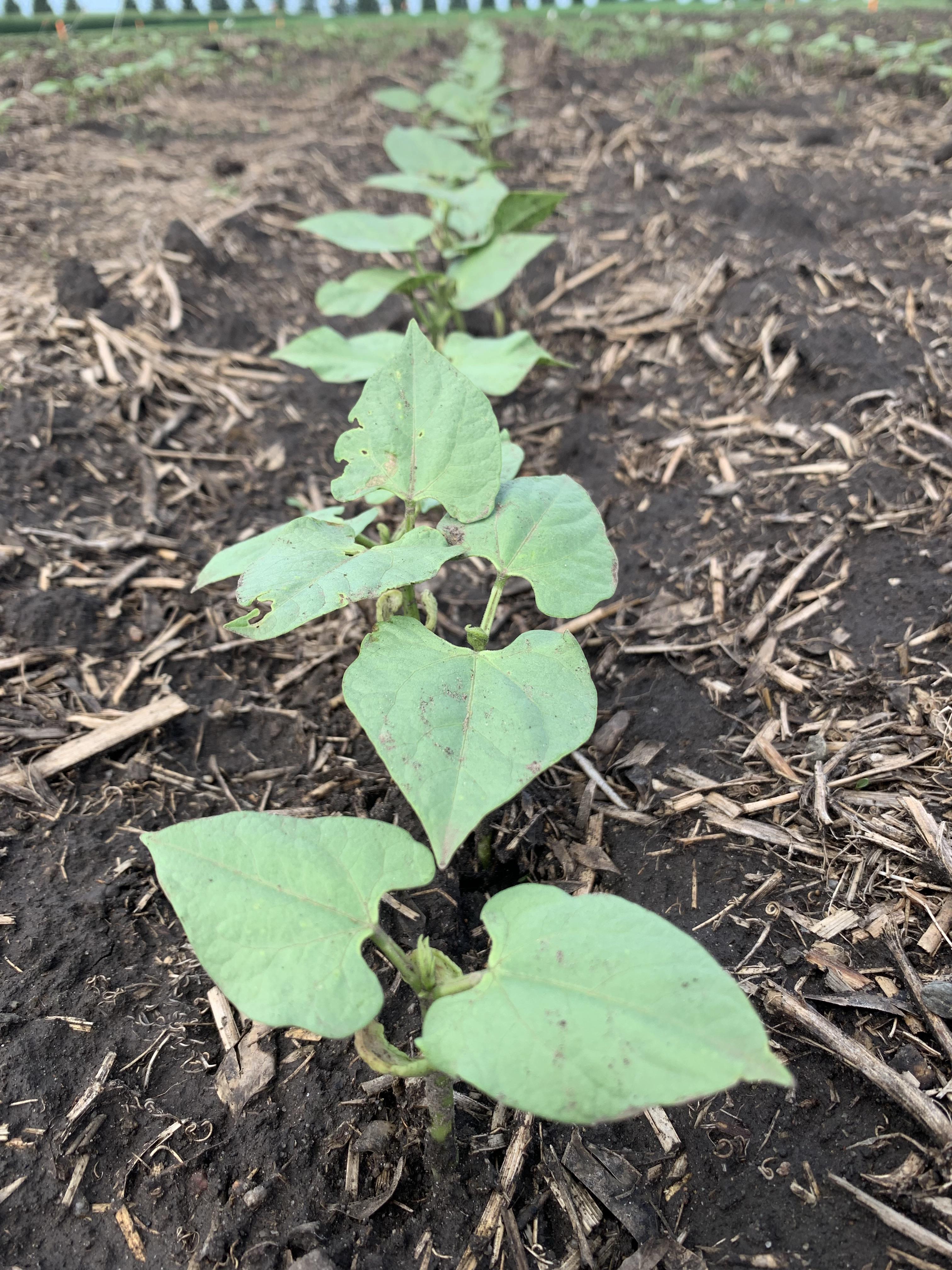 Pinto bean row spacing evaluated as a single factor across multiple trials indicated a yield increase of 20% with 15- to 22-inch rows versus wide rows. (NDSU photo)
