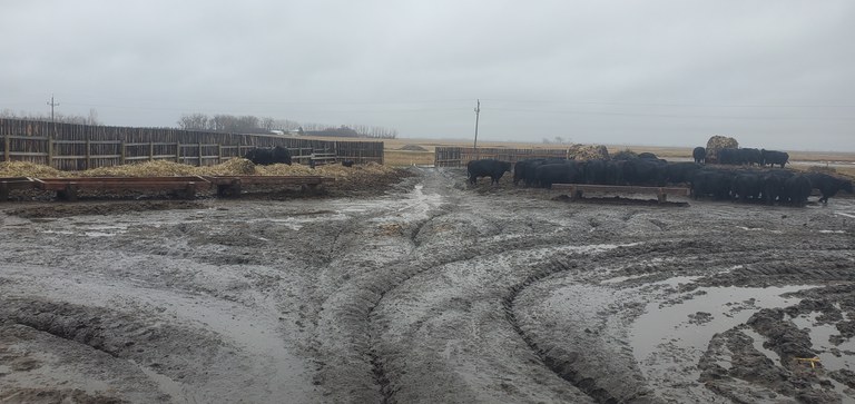 Mud is impacting many farms and ranches across North Dakota. (NDSU photo)