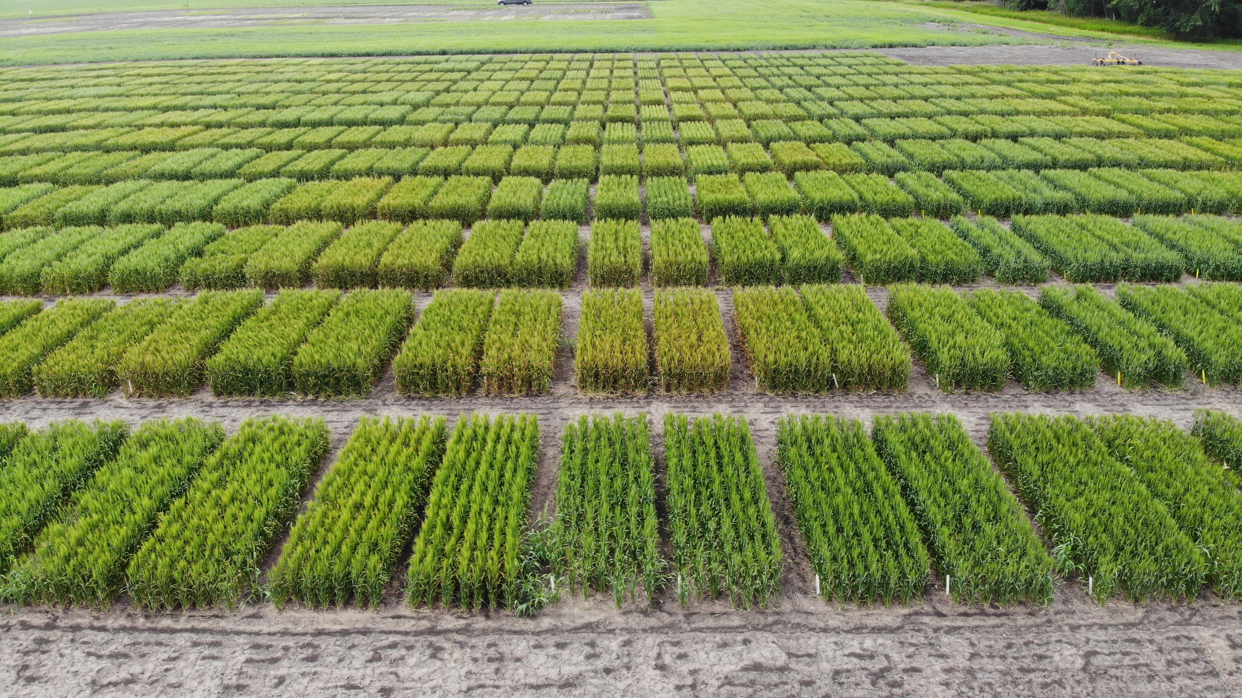 The data in the selection guides comes from variety trials conducted across the state by NDSU Research Extension Centers and main station breeding and agronomy programs. (NDSU photo)