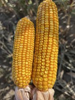 Corn research will be among the topics covered during this year’s Central Dakota Ag Day. (NDSU photo)