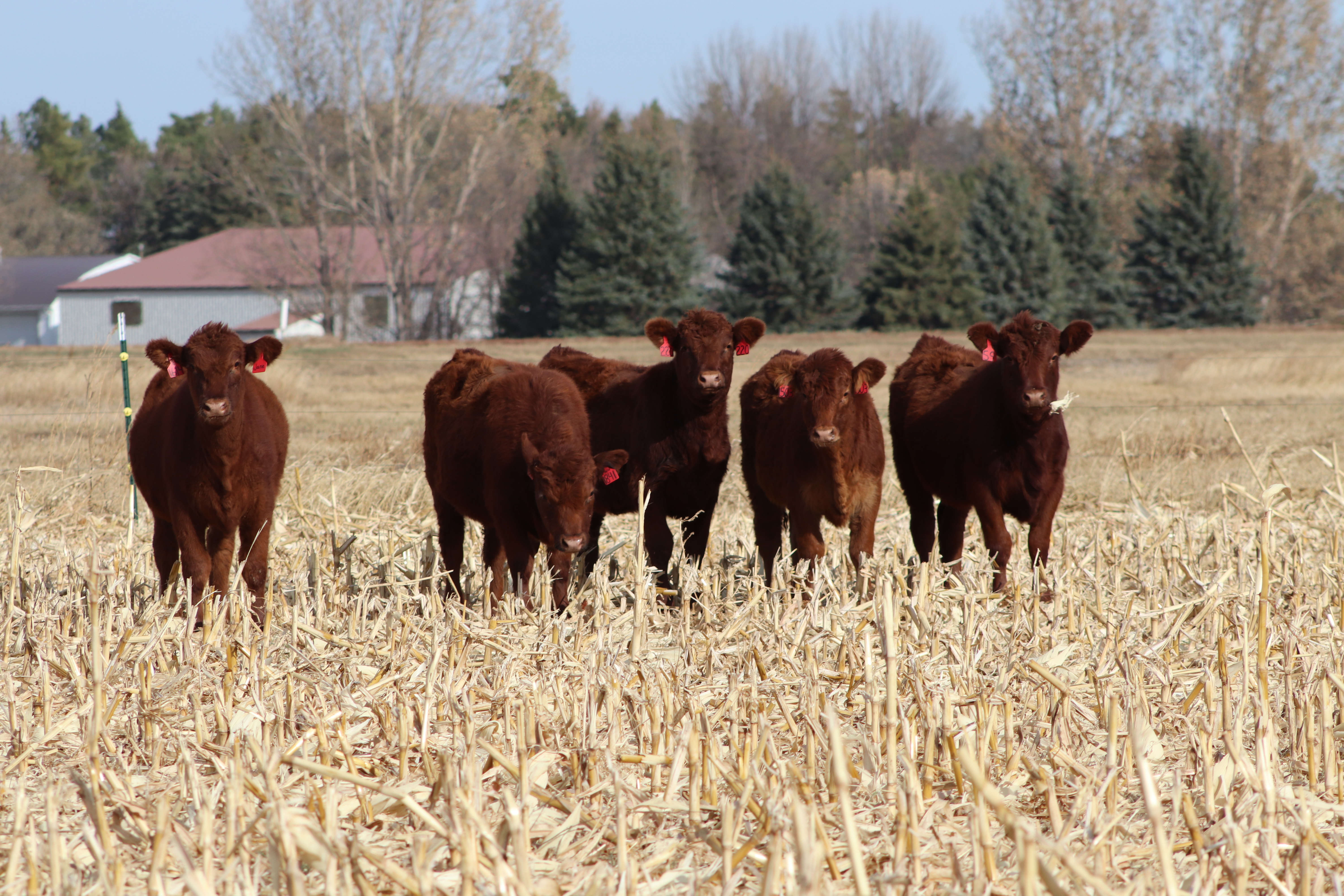 The current conditions and future outlook of the cattle market will be discussed during Central Dakota Ag Day. (NDSU photo)