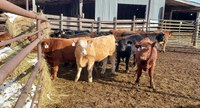 Consider feed costs and the price of calves when deciding to background calves. (NDSU photo)