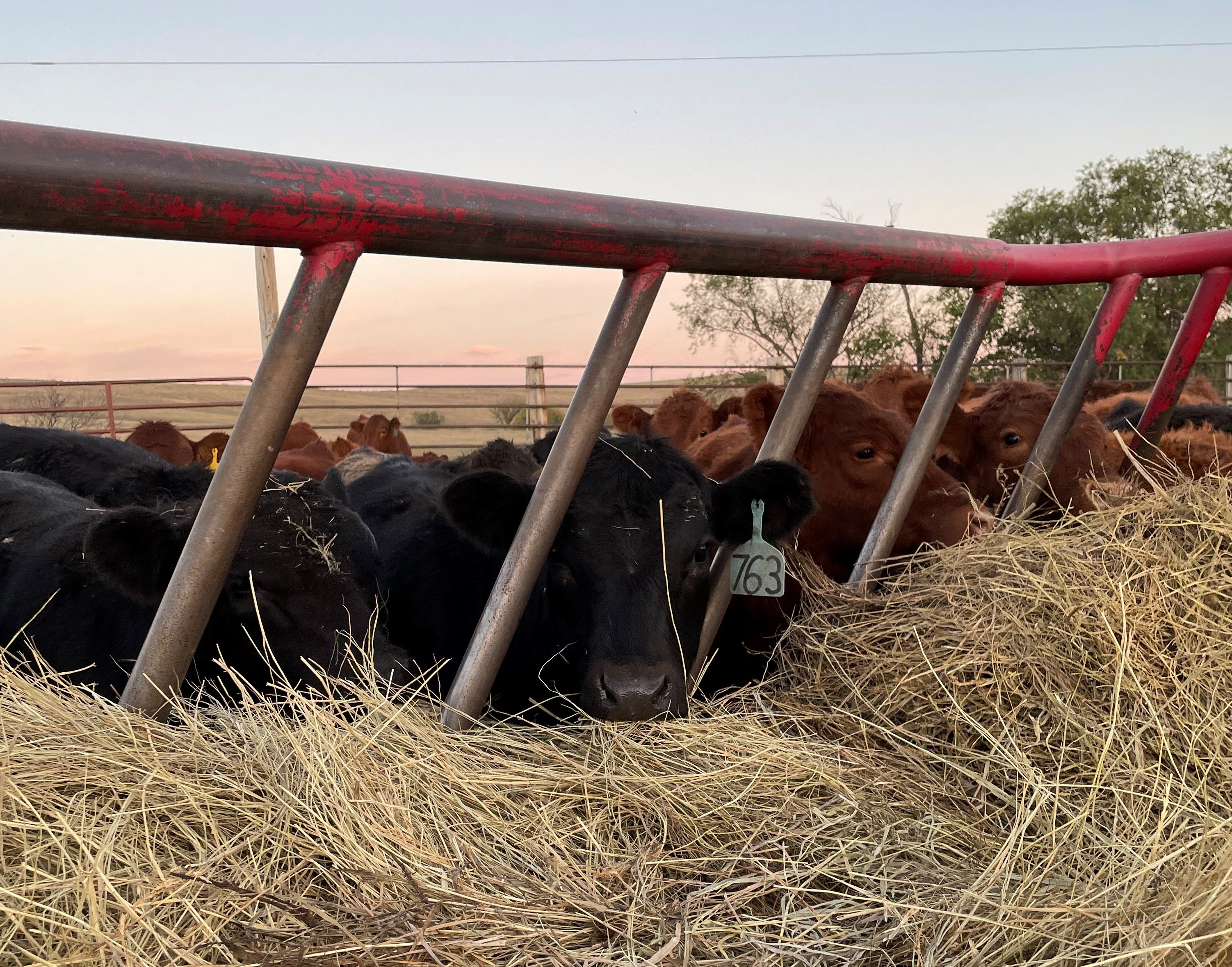 For the first few days of weaning, calves should be provided with high-quality, long-stem grass hay, similar to what they may have consumed on pasture with their dams. (NDSU photo)