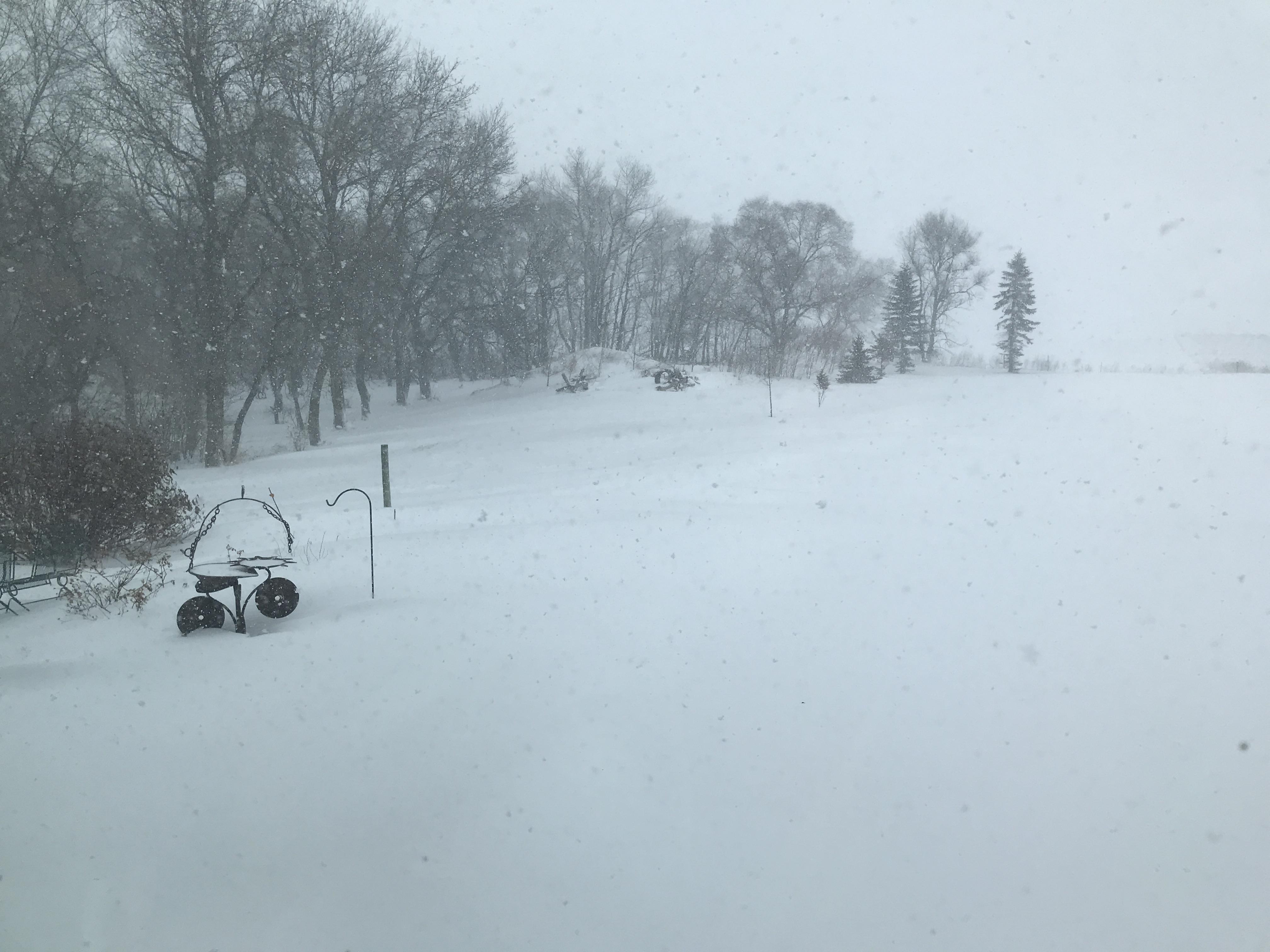 Winter weather can be a significant stressor for cattle. (NDSU photo)