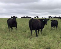 NDSU Extension livestock specialists urge producers to consider grazing management and potential plant and animal health implications when grazing certain forages this time of year. (NDSU photo)