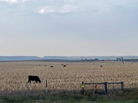 Cattle graze a corn field after harvest. (NDSU photo)