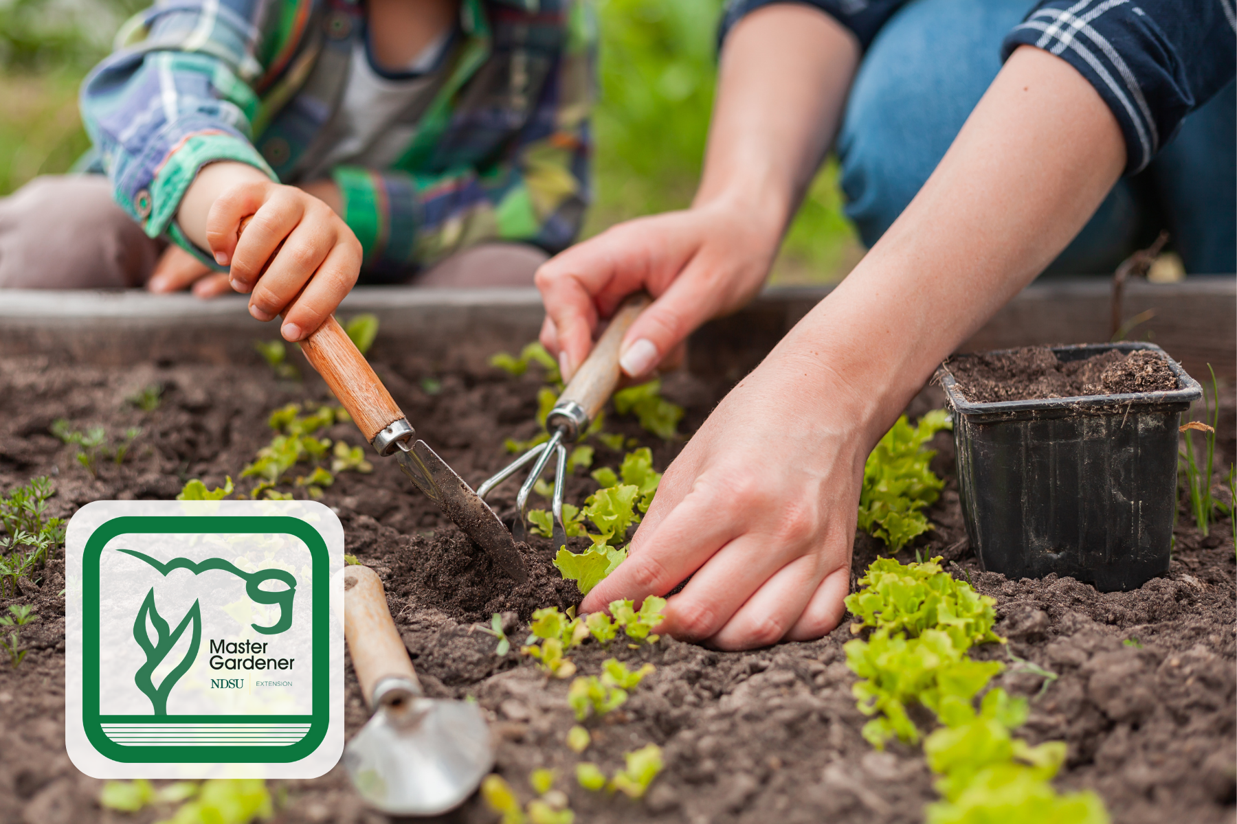 The NDSU Extension Master Gardener Program is a volunteer service organization that beautifies communities, educates the public about gardening, donates fresh produce to local food pantries and encourages pollinator conservation.