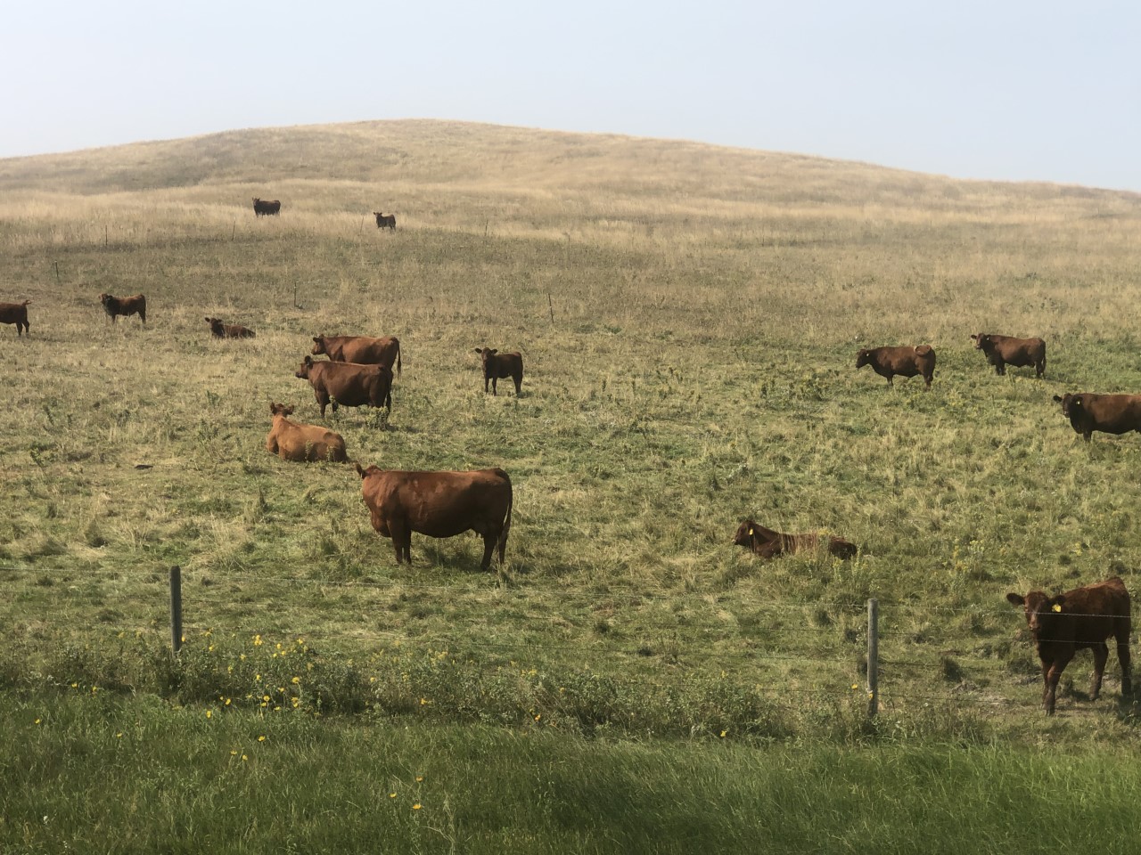 Grazing management in the fall can have significant impacts on forage production during the subsequent growing season. (NDSU photo)