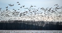 Highly pathogenic avian influenza has been detected again in North Dakota. (NDSU photo)