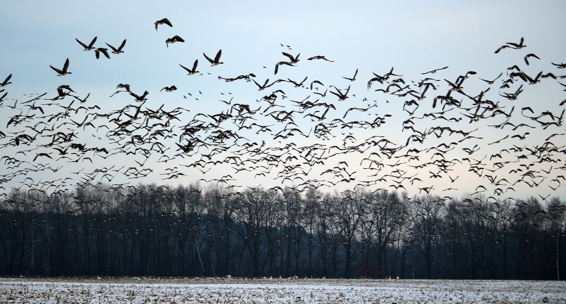 Highly pathogenic avian influenza has been detected again in North Dakota. (NDSU photo)