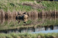 Highly pathogenic avian influenza has been detected in wild birds throughout all U.S. migratory flyways. (State of North Dakota photo)