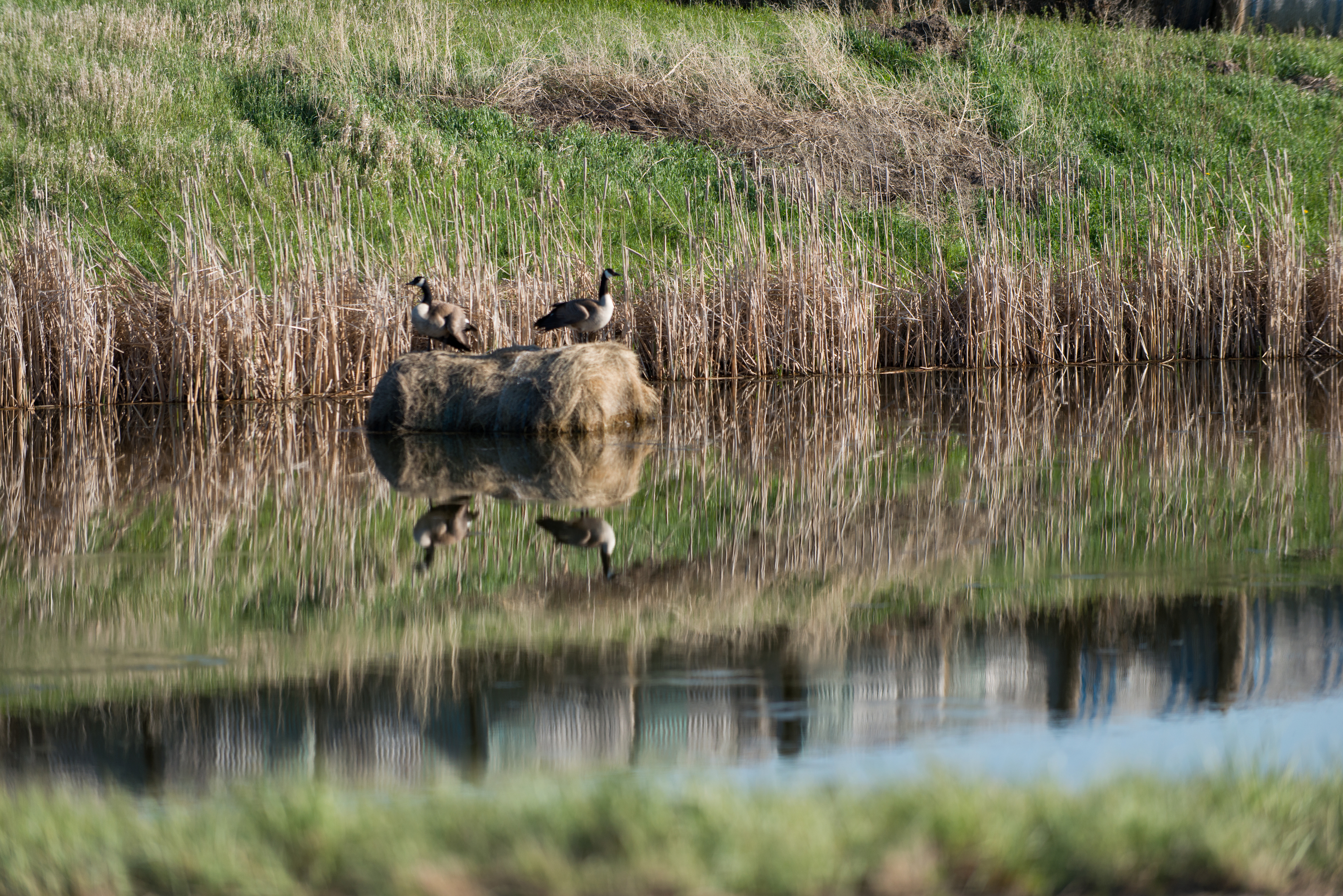 Highly pathogenic avian influenza has been detected in wild birds throughout all U.S. migratory flyways. (State of North Dakota photo)