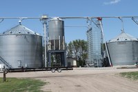 NDSU Extension specialist recommends cooling the sunflower to between 20 and 30 degrees for winter storage and completing the natural air drying in the spring. (NDSU photo)