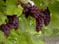 The field day will include presentations on haskap cultivars, and grape breeding, juneberry and raspberry research. (NDSU photo)