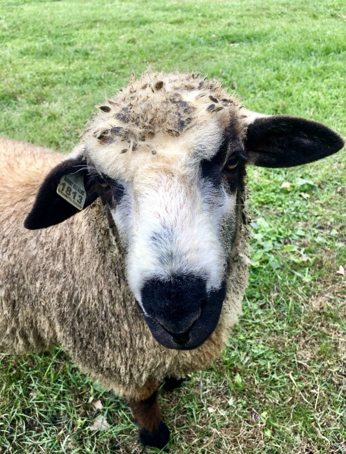 Lamb, sheep and wool updates will be a topic at the North Dakota Lamb and Wool Convention provides. (NDSU photo)