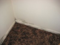 Mold in buildings is a human health hazard, and it must be removed, not just killed, to eliminate the hazard. (NDSU photo)