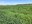 A good annual forage production strategy helps meet nutritional needs of livestock. (NDSU photo)