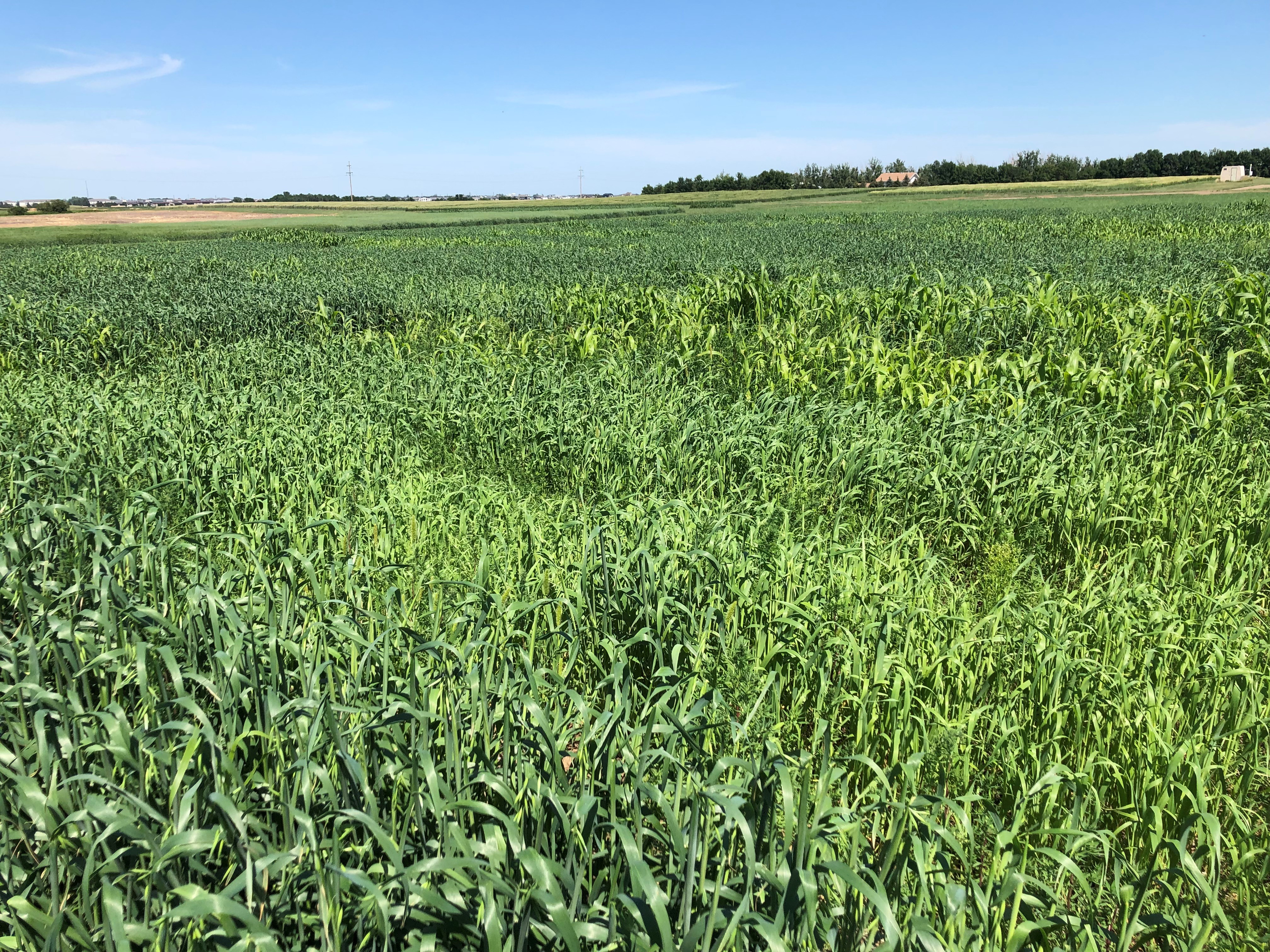 A good annual forage production strategy helps meet nutritional needs of livestock. (NDSU photo)