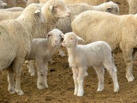 Topics at the April 20 sheep and goat workshop include lamb and kid nutrition, multi-species grazing, producer-to-consumer marketing and changes in antimicrobial regulation. (NDSU photo)