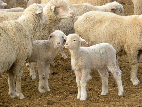 Topics at the April 20 sheep and goat workshop include lamb and kid nutrition, multi-species grazing, producer-to-consumer marketing and changes in antimicrobial regulation. (NDSU photo)