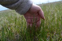 Grazing readiness for most domesticated pastures is at the 3-leaf stage and for most native range grasses, the 3 1/2-leaf stage. (NDSU photo)