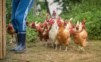 Poultry farmers should monitor for signs of HPAI and practice good biosecurity. (Pixabay photo)