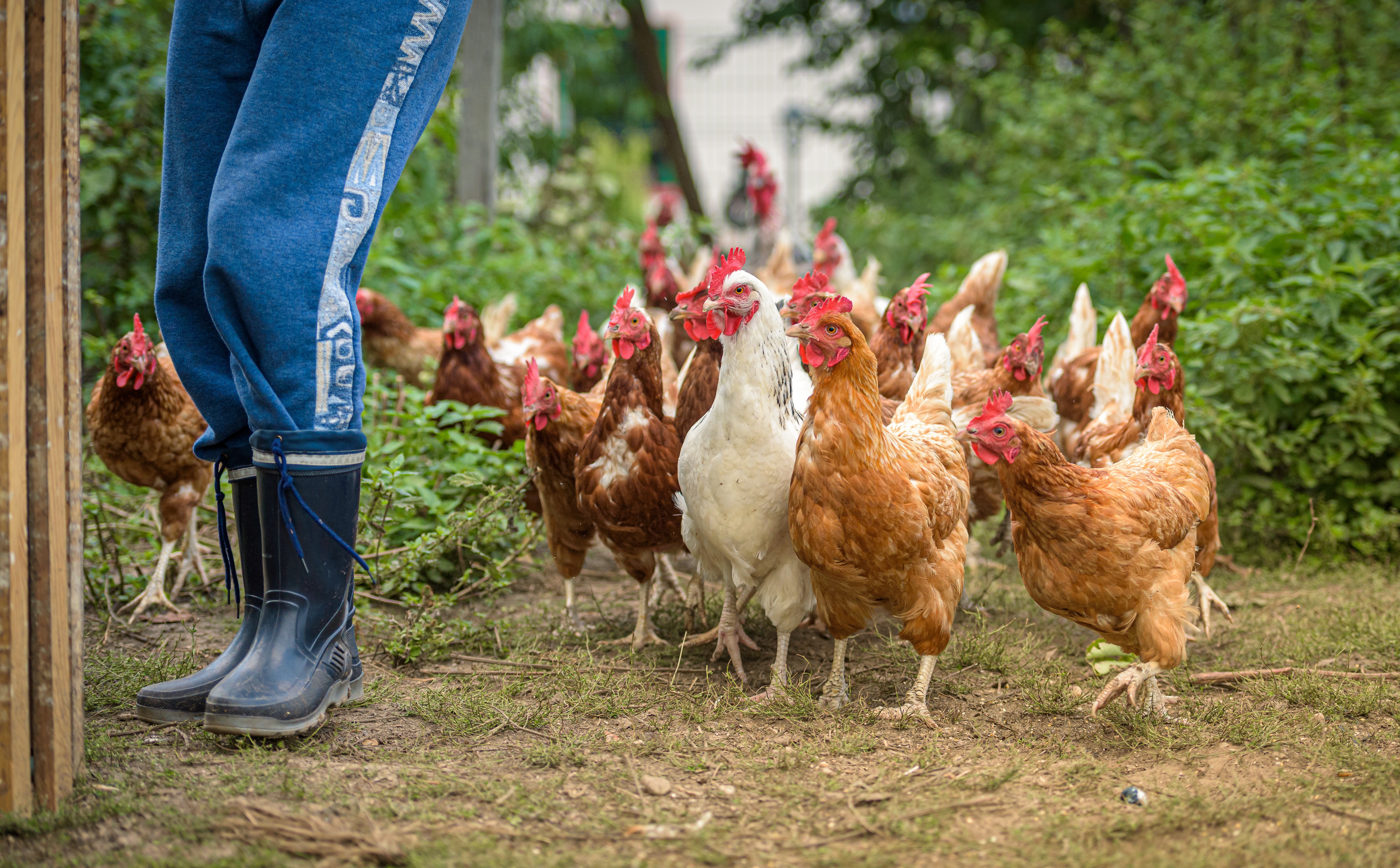 Poultry farmers should monitor for signs of HPAI and practice good biosecurity. (Pixabay photo)