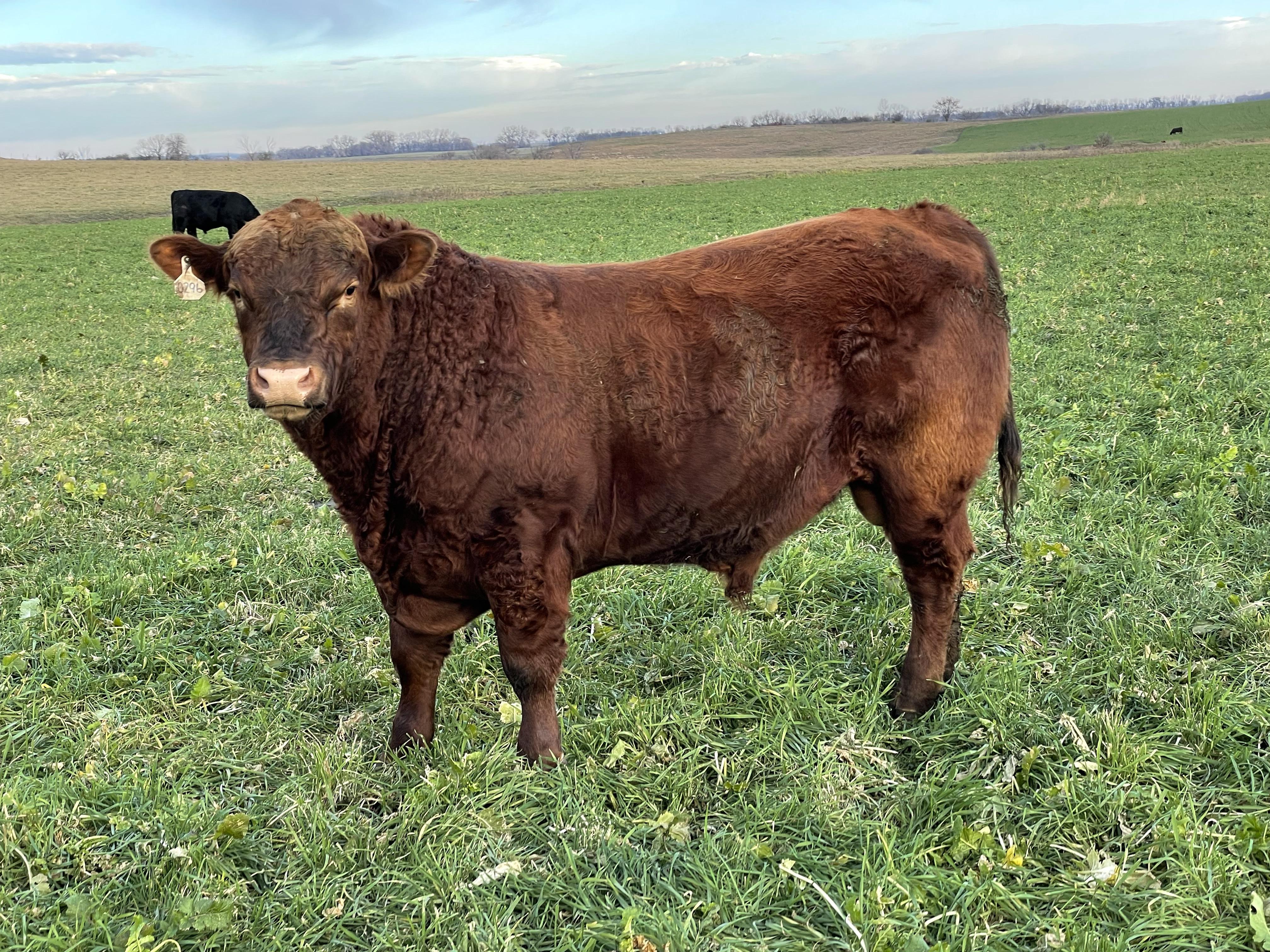 Bull breeding soundness exams can identify bulls that have a low probability of siring calves. (NDSU photo)