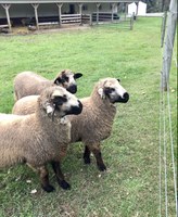 Spring moisture can create increased parasite risk for sheep and goats. (NDSU photo)