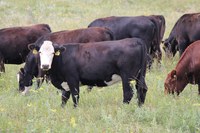 Supplementing on pasture or range can help stretch available forage and allow farmers and ranchers to maintain “normal” stocking rates this fall. (NDSU photo)