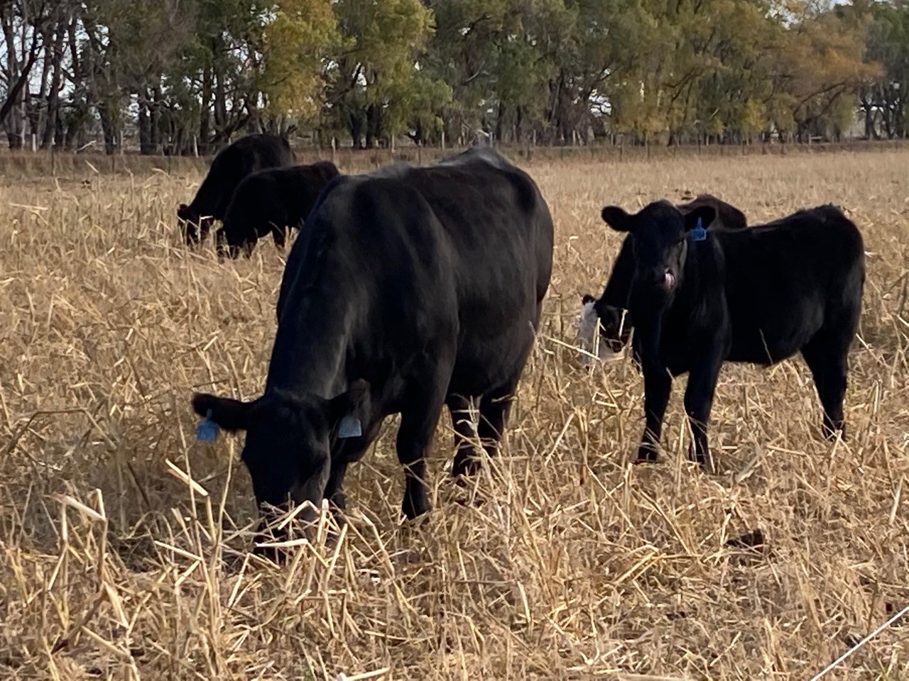 NDSU Animal Science Department to host beef field day — Extension and ...