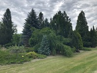 The arboretum has a beautiful collection of ornamental conifers (NDSU Photo)