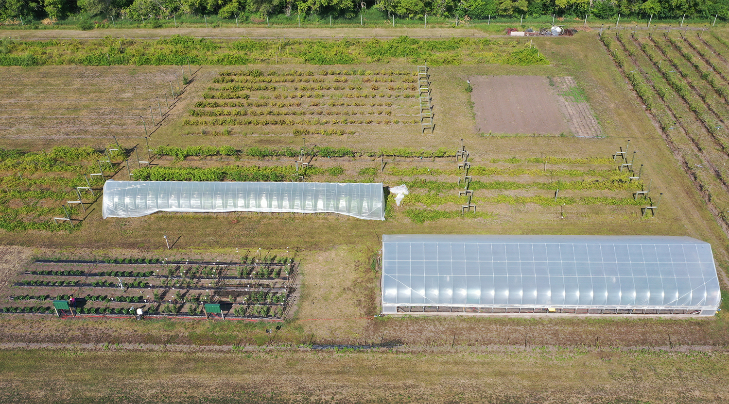 The NDSU Horticulture Research Farm and Arboretum located between Absaraka and Amenia, North Dakota, will be the site of the NDSU Department of Plant Sciences fruit, vegetable and hemp research field day on Sept. 7.