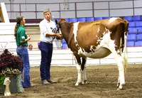 Representative Corey Mock of Grand Forks learns the art of showing dairy cattle from Hailey Klym, Dunn County 4-H’er, at the North Dakota Leaders 4-H Showmanship Event. Mock would go on to win the Dairy Cattle Showmanship portion of the event. (NDSU photo)