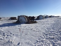 Bale grazing is a great way to reduce bale movement, save time and labor, and add nutrients to a needed area. (NDSU photo)