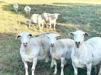 UMN and NDSU Extension are hosting a sheep and goat herd health webinar 7:30 p.m., Tuesday, Aug. 8. (NDSU photo)