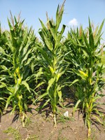 The corn hybrid guide is a good source of information for farmers and agronomists looking for variety performance data from around the state. (NDSU photo)