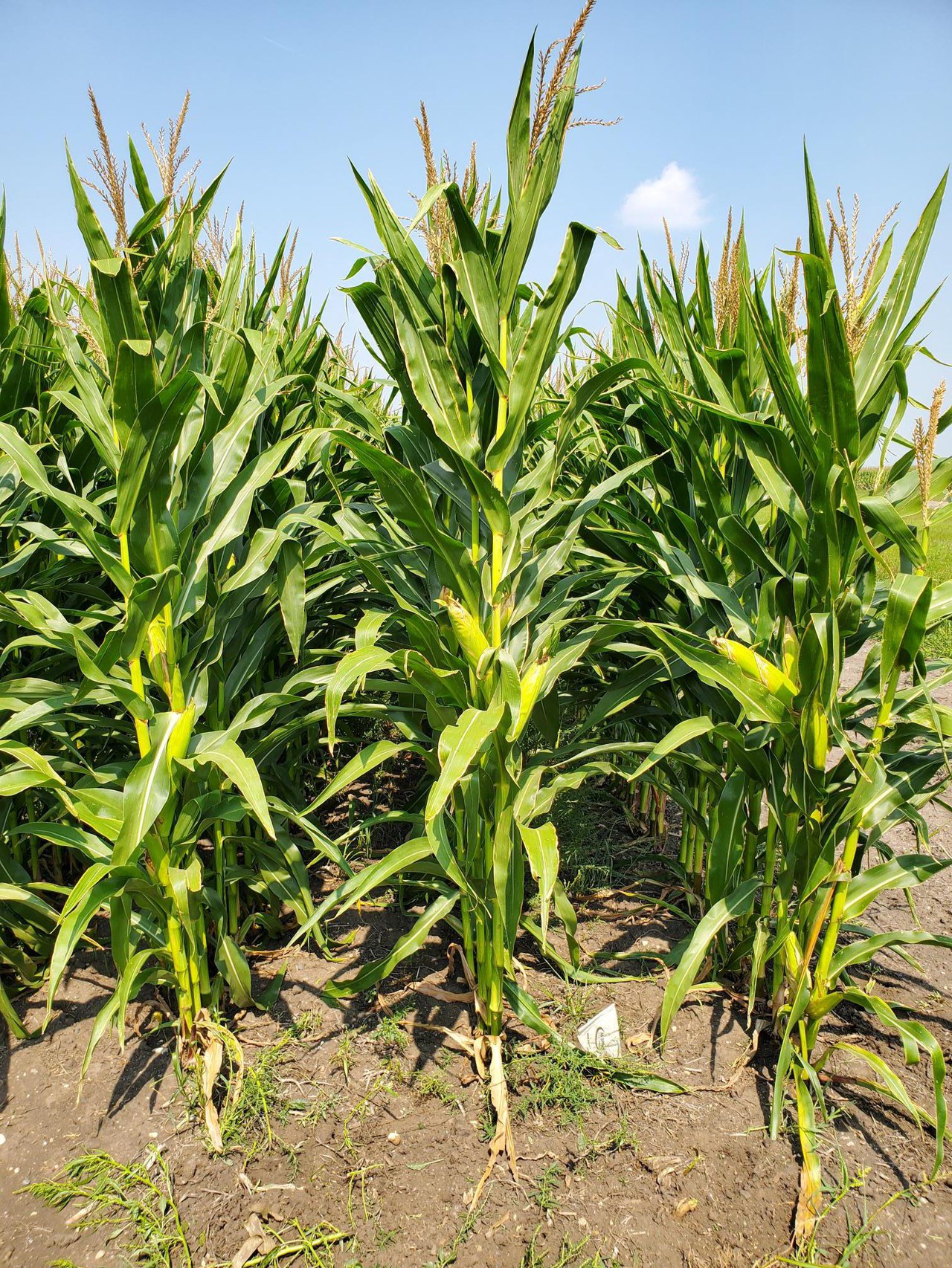2023 NDSU Corn Hybrid variety trial results now available — Extension