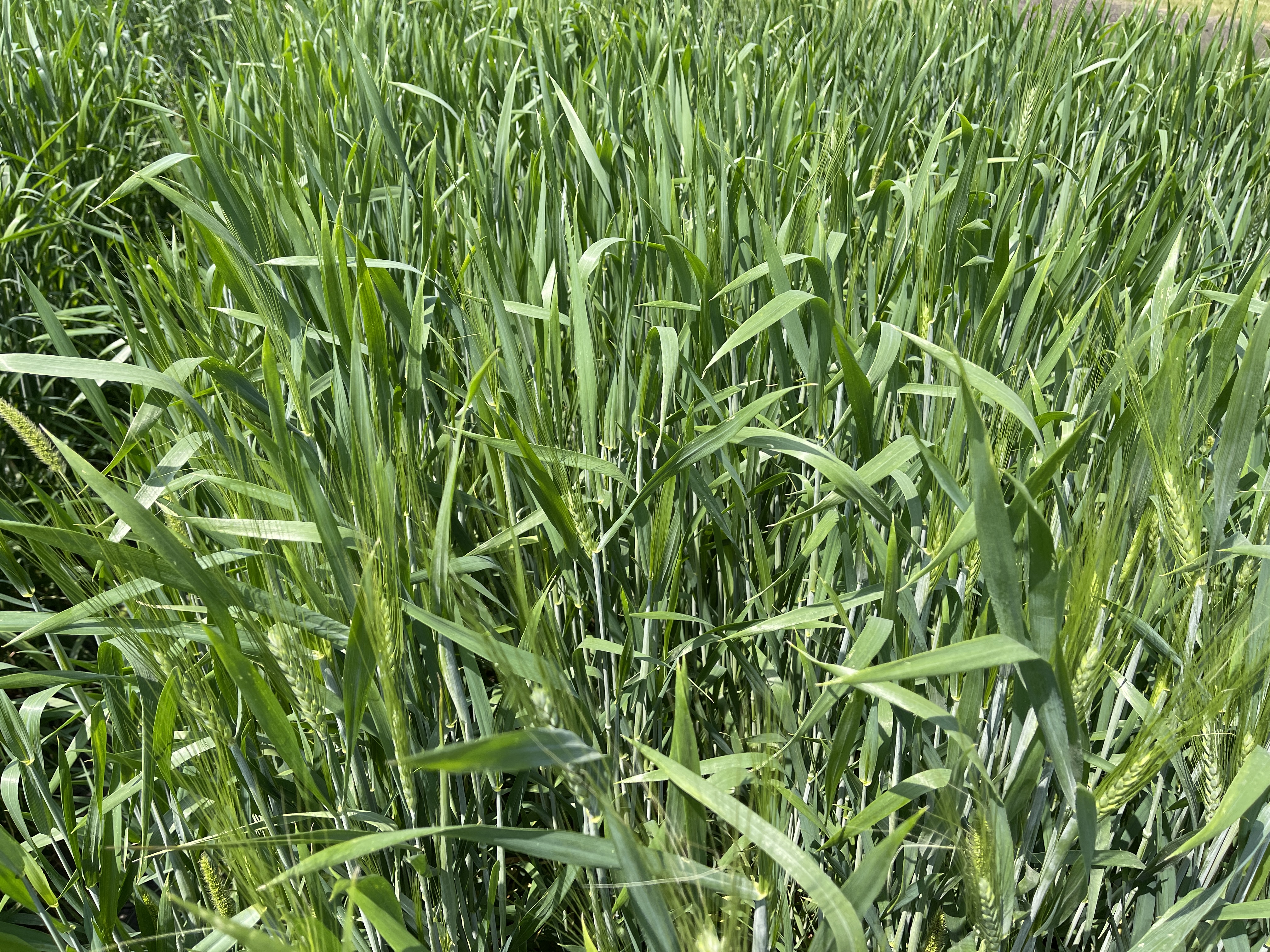 Every year, NDSU Research Extension Centers and small grain breeders collaborate on variety trials to determine how different cultivars perform in different regions of the state. (NDSU photo)