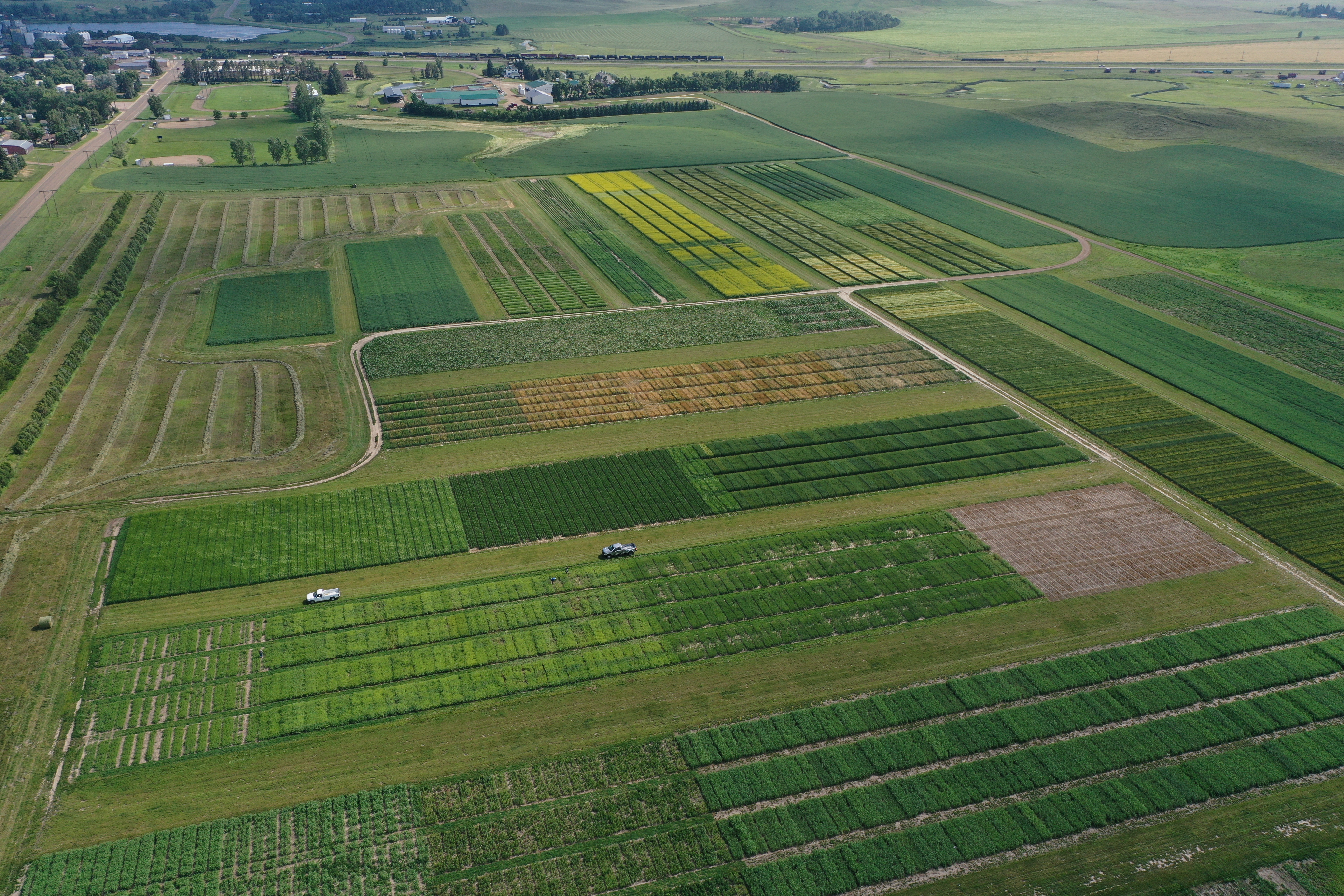 Strategies for weed control, especially relating to tough-to-control weeds like kochia, will be a featured topic at the Annual Western Dakota Crops Day. (NDSU photo)