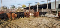 The NDSU Feedlot School will help producers identify areas for improvement. (NDSU photo)