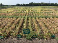 Crop variety selection is one of the most important crop management decisions to be made to optimize seed yield and quality. (NDSU photo)