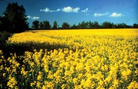University and agriculture professionals will provide information to assist canola producers with production decisions for the 2023 growing season during the Getting-it-Right in Canola Production webinar. (NDSU photo)