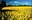 University and agriculture professionals will provide information to assist canola producers with production decisions for the 2023 growing season during the Getting-it-Right in Canola Production webinar. (NDSU photo)