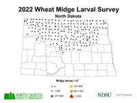 2022 Wheat Midge Larval Survey (NDSU photo)